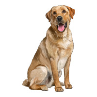 Labrador Retriever llustrations | Teevron