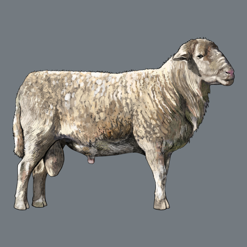 Katahdin Sheep Heavyweight Sweatshirt by LillyAllenDesigns | Teevron