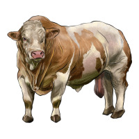 simmental bull | Teevron