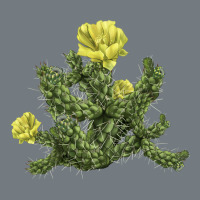 Whipple Cholla Cactus Heavyweight Sweatshirt | Teevron