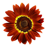 Rouge Royale Sunflower | Teevron