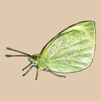 Cabbage White Butterfly Heavyweight Sweatshirt | Teevron