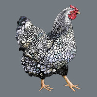 Wyandotte Chicken Heavyweight Sweatshirt | Teevron