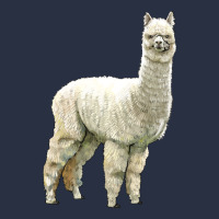 Alpaca Heavyweight Sweatshirt | Teevron