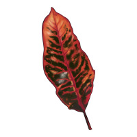 croton leaf | Teevron