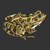 northern leopard frog | Teevron