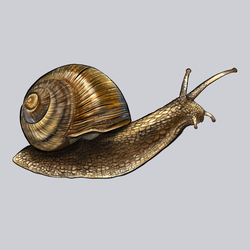Snail Heavyweight Sweatshirt by LillyAllenDesigns | Teevron