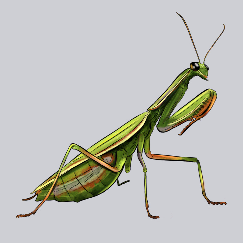 Mantis Heavyweight Sweatshirt by LillyAllenDesigns | Teevron