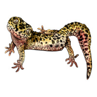 Gecko Lizard Illustrations | Teevron