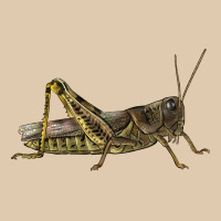 Grasshopper Heavyweight Sweatshirt | Teevron