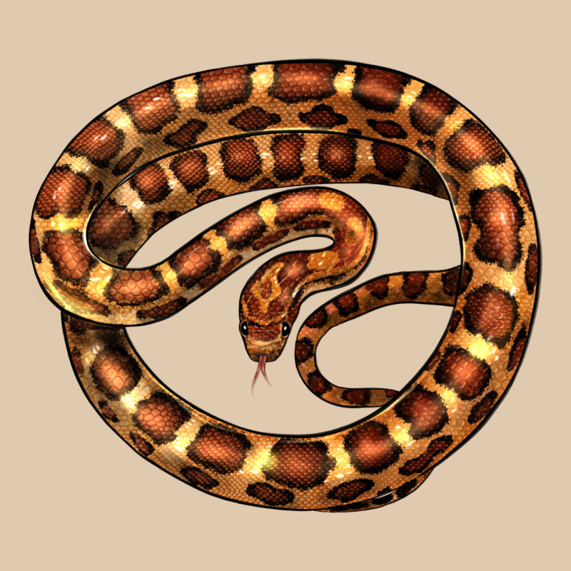Corn Snake Illustrations Heavyweight Sweatshirt by LillyAllenDesigns | Teevron