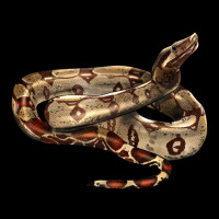 Red Tail Boa Snake Heavyweight Sweatshirt | Teevron