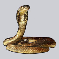King Cobra Snake Heavyweight Sweatshirt | Teevron