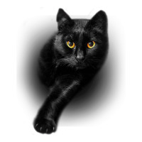 Black Cat Yellow EyesCats Tee Shirt Gifts | Teevron
