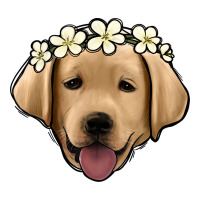 Labrador | Teevron