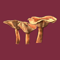 Lactarius Rufus Mushroom Illustrations Premium Hoodie | Teevron