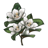 Magnolia Flower Illustration | Teevron