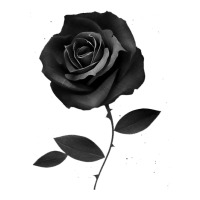 Beautiful Black Rose Flower | Teevron