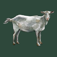 Saanen Goat Zipper Hoodie | Teevron