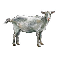 saanen goat | Teevron