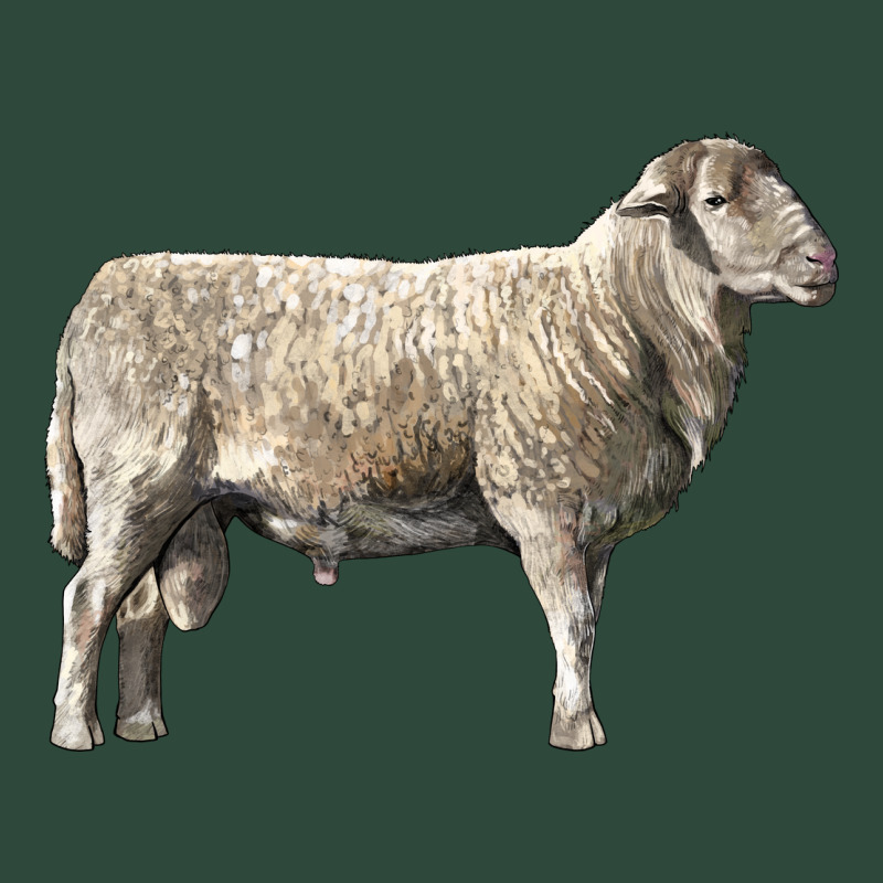 Katahdin Sheep Zipper Hoodie by LillyAllenDesigns | Teevron