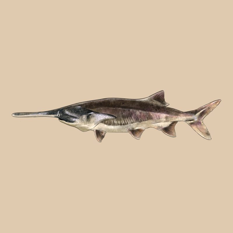Paddlefish Illustrations, Heavyweight Sweatshirt by LillyAllenDesigns | Teevron