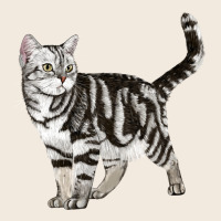 American Shorthair Cat Zipper Hoodie | Teevron