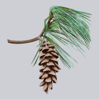 White Pine Cone Heavyweight Sweatshirt | Teevron
