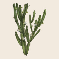 Cereus Jamacaru Zipper Hoodie | Teevron
