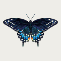 Black Swallowtail Butterfly Zipper Hoodie | Teevron