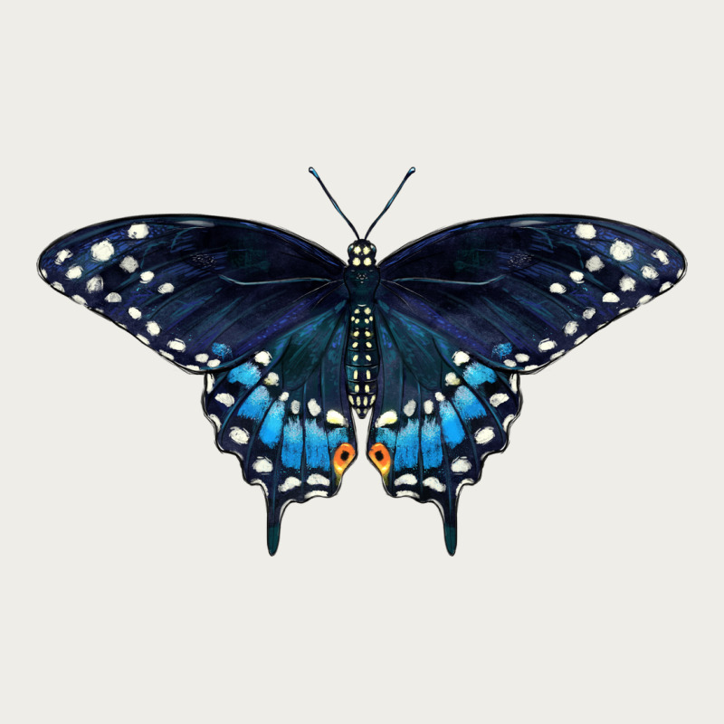 Black Swallowtail Butterfly Zipper Hoodie by LillyAllenDesigns | Teevron