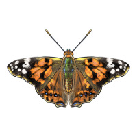 Painted Lady | Teevron