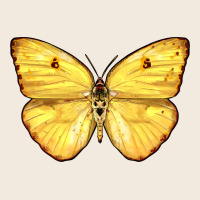 Cloudless Sulphur Butterfly Zipper Hoodie | Teevron