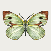 Cabbage Butterfly Zipper Hoodie | Teevron