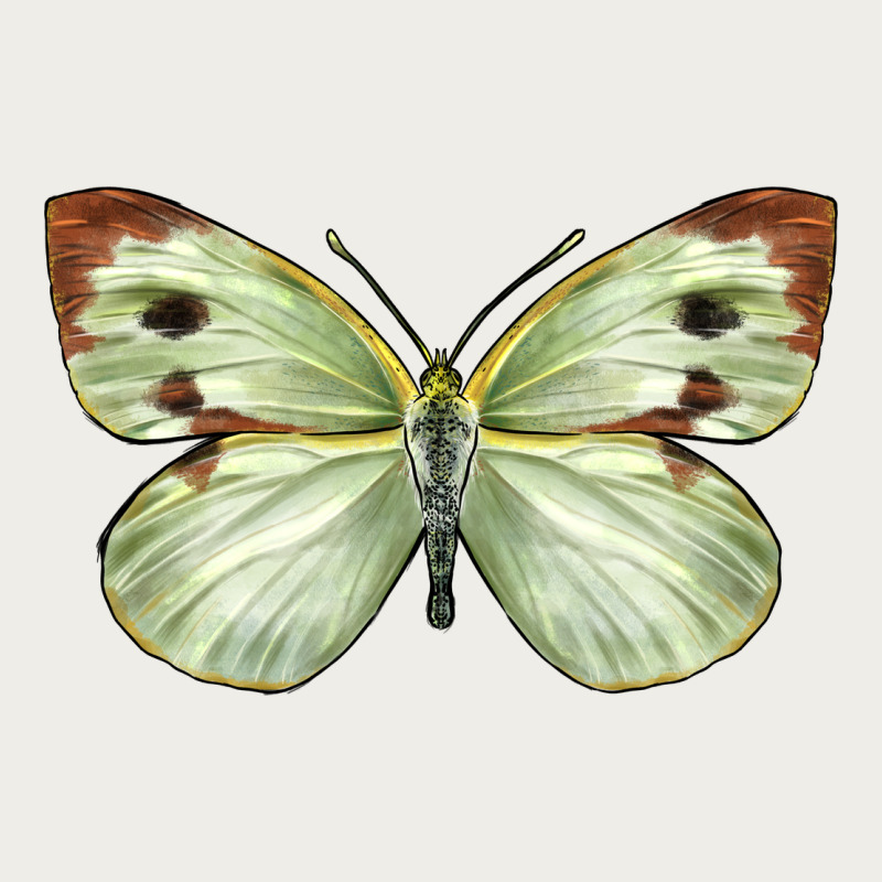 Cabbage Butterfly Zipper Hoodie by LillyAllenDesigns | Teevron