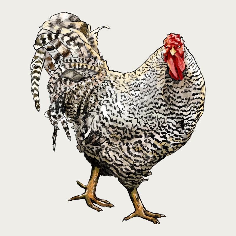 Dominique Rooster Zipper Hoodie by LillyAllenDesigns | Teevron