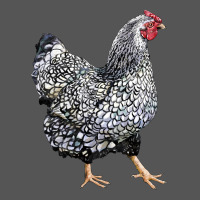 Wyandotte Chicken Zipper Hoodie | Teevron