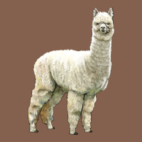 Alpaca Zipper Hoodie | Teevron