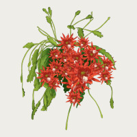 Red Orchid Cactus Zipper Hoodie | Teevron
