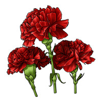 Scarlet Red Carnation Illustrations | Teevron