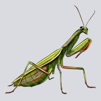Mantis Zipper Hoodie | Teevron