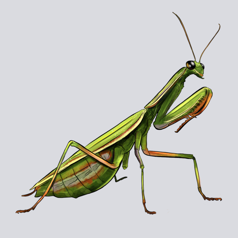 Mantis Zipper Hoodie by LillyAllenDesigns | Teevron