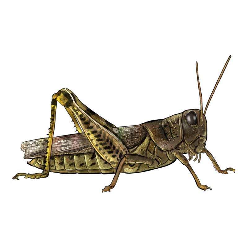 Grasshopper Zipper Hoodie by LillyAllenDesigns | Teevron