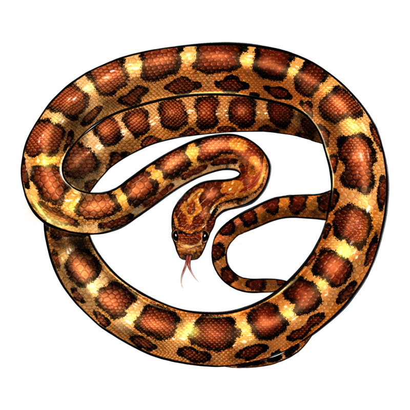 Corn Snake Illustrations Zipper Hoodie by LillyAllenDesigns | Teevron