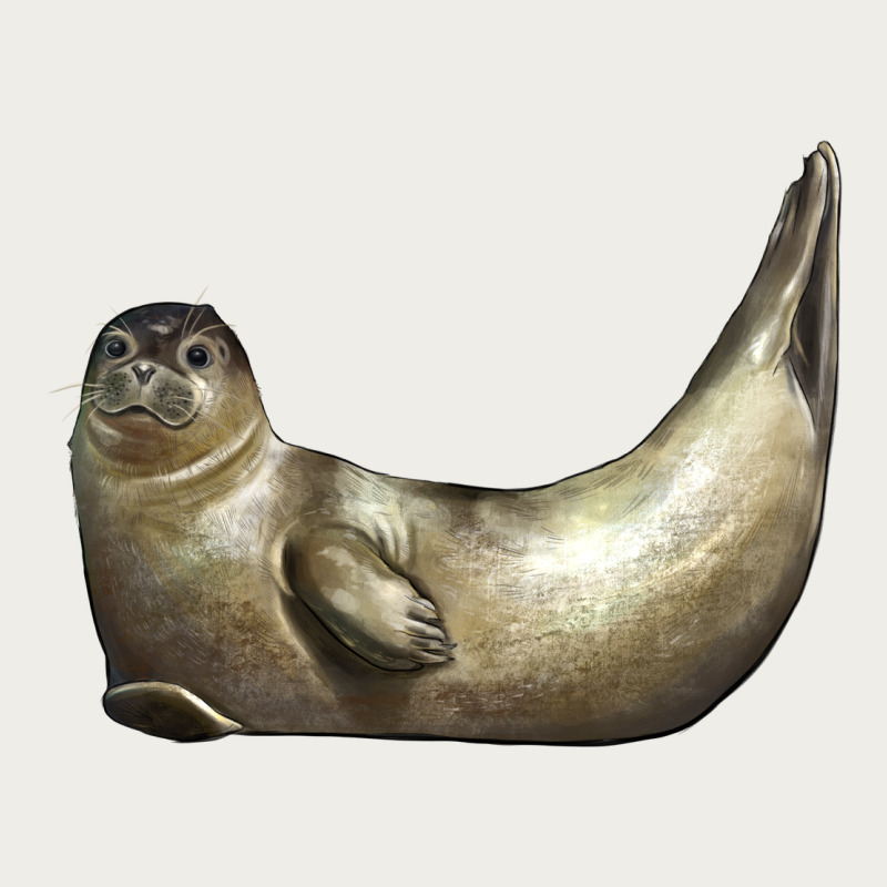 Sea Seal Zipper Hoodie by LillyAllenDesigns | Teevron