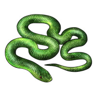 boomslang snake | Teevron