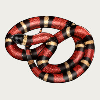 Milk Snake Zipper Hoodie | Teevron