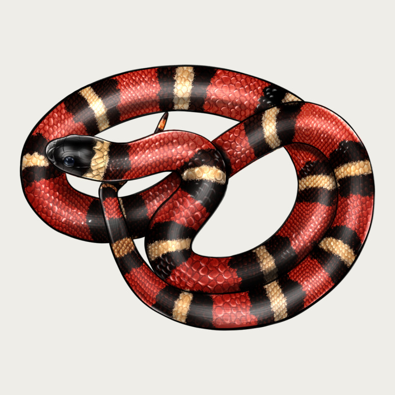 Milk Snake Zipper Hoodie by LillyAllenDesigns | Teevron
