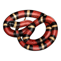 milk snake | Teevron