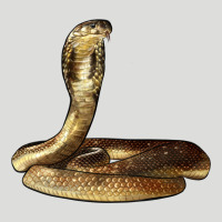 King Cobra Snake Zipper Hoodie | Teevron
